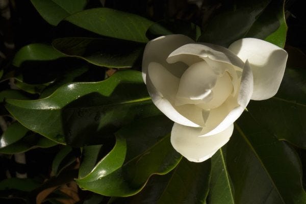 Illuminated Flower