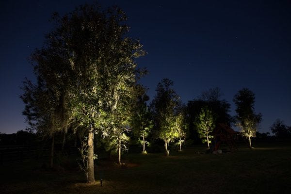 Illuminated trees with AMP® Spotlights